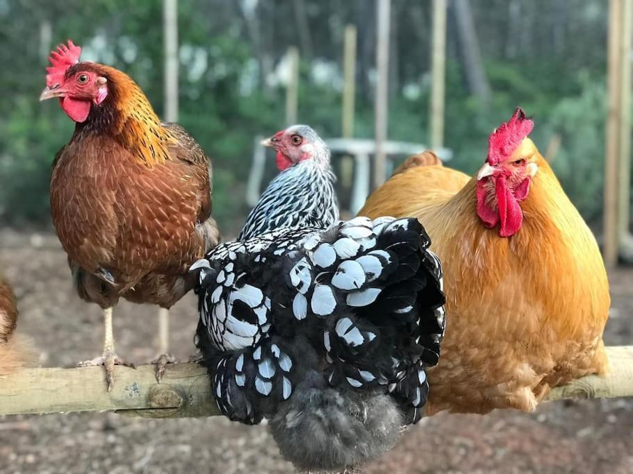 Santa Gertrudis  Casa Rosada - Gorgeous Family Finca Near Santa Gertrudis 빌라 외부 사진