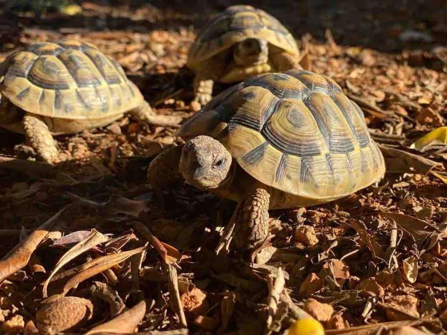 Santa Gertrudis  Casa Rosada - Gorgeous Family Finca Near Santa Gertrudis 빌라 외부 사진